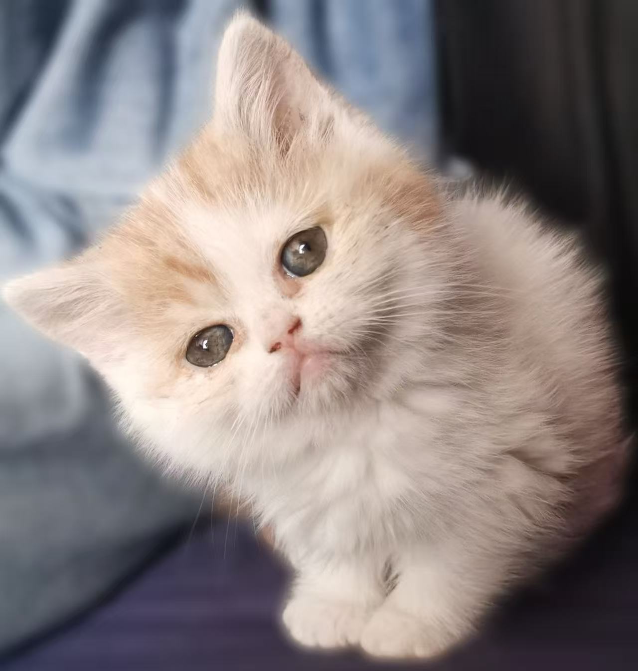 a cat