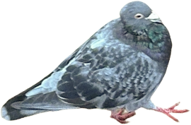 pigeon